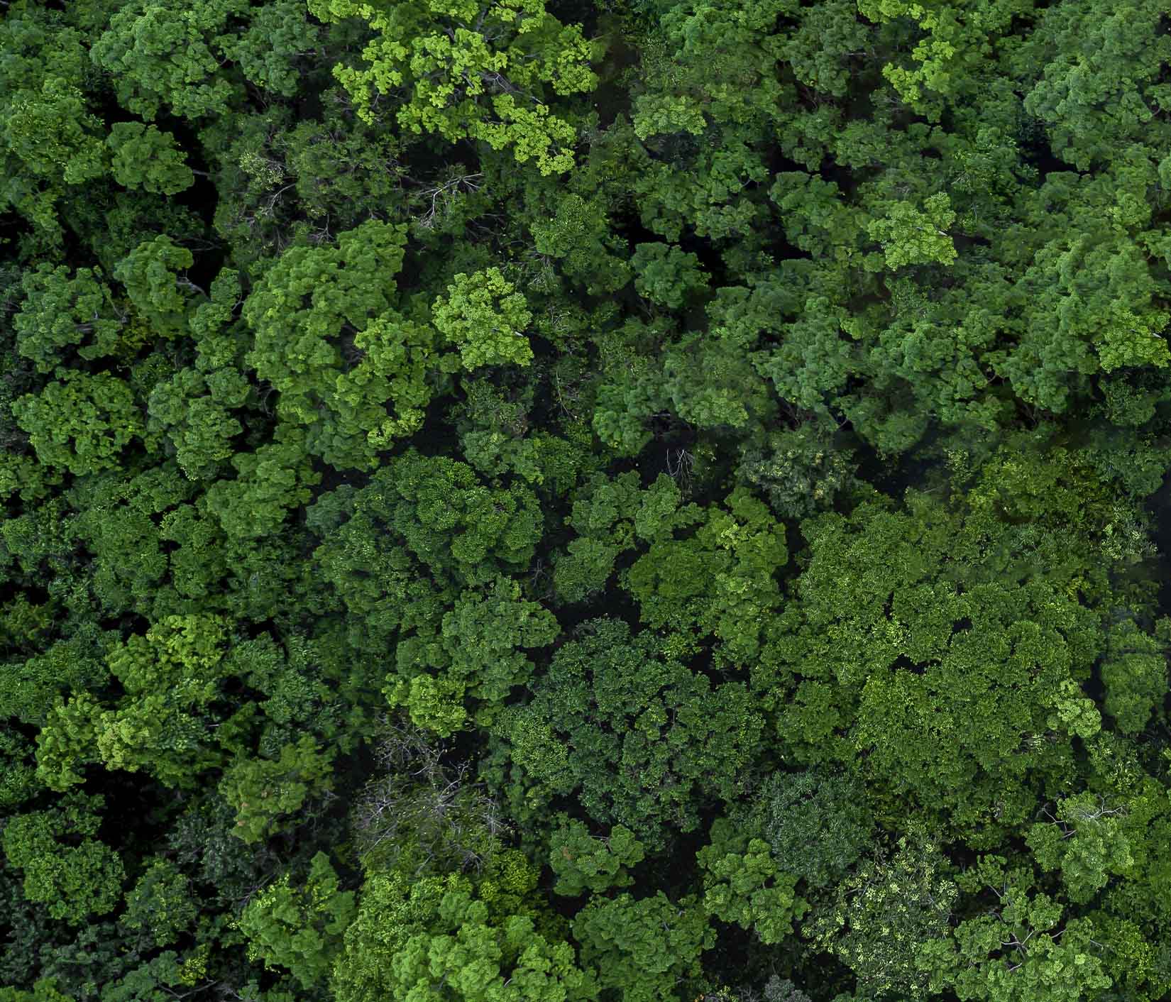 Forest seen from above, sustainability is at the heart of what we do.